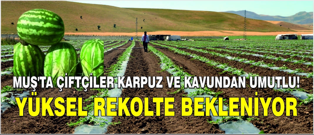 Muş'ta çiftçiler karpuz ve kavundan umutlu! Yüksek rekolte bekleniyor