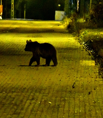 Kars'ta mahalleye inen bozayı ve yavruları yiyecek ararken görüntülendi