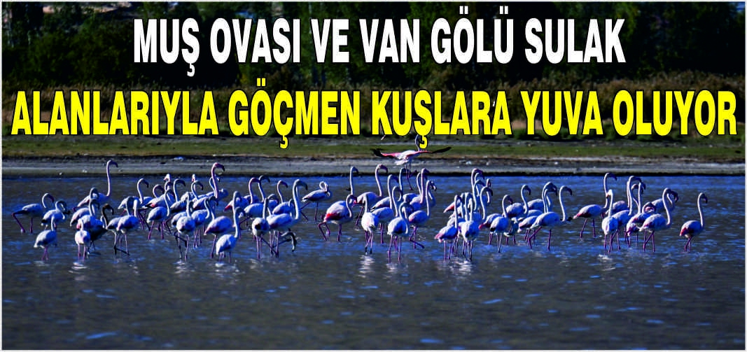 Muş Ovası ve Van Gölü sulak alanlarıyla göçmen kuşlara yuva oluyor