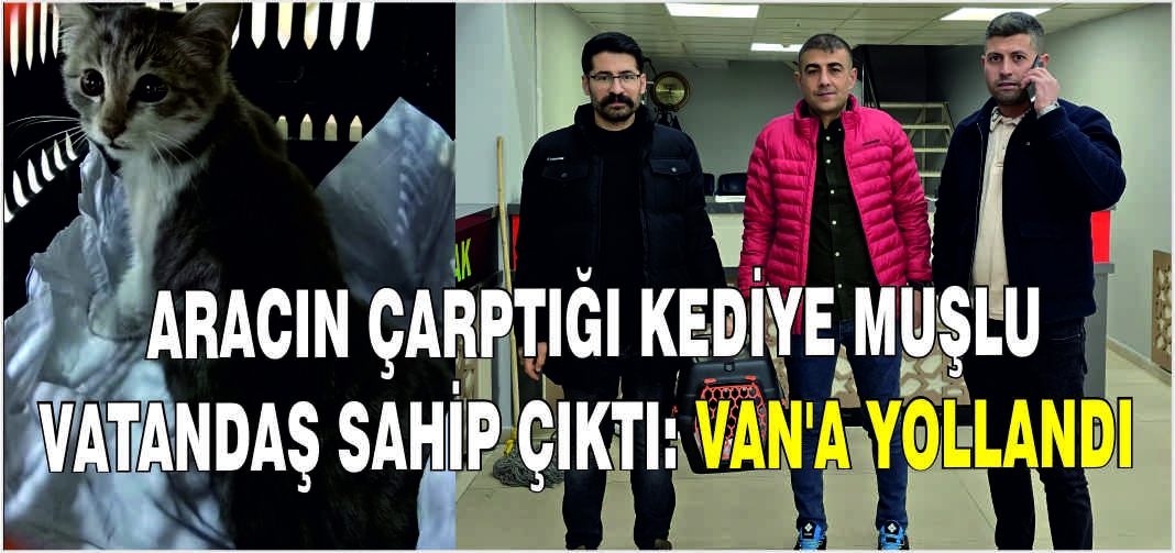 Aracın çarptığı kediye Muşlu vatandaş sahip çıktı: Van’a yollandı