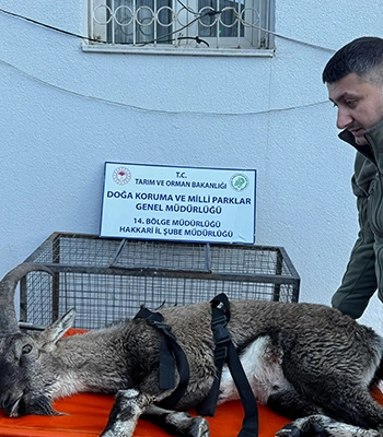 Hakkari'de bulunan yaralı dağ keçisi tedavi altına alındı