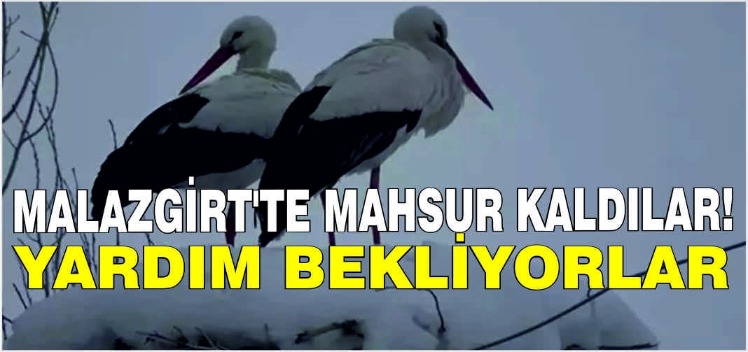 Malazgirt'te mahsur kaldılar! Yardım bekliyorlar
