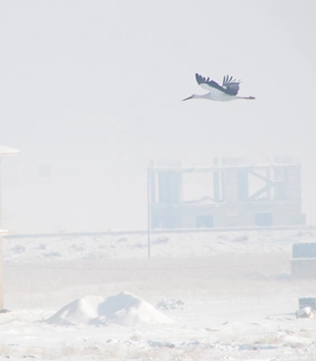 Yüksekova'da göç etmeyen leylekler karlı arazide görüntülendi