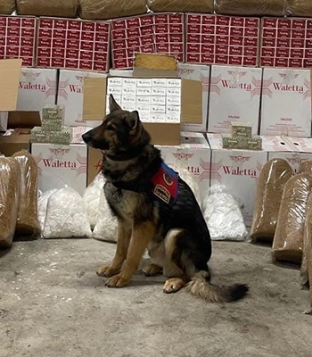 Erzurum'da dedektör köpek "Zahir"in desteğiyle 210 kilo kaçak tütün ele geçirildi
