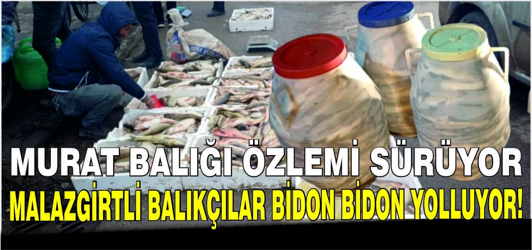 Murat balığı özlemi sürüyor: Malazgirtli balıkçılar bidon bidon yolluyorlar!