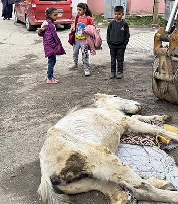 Van'da bitkin halde bulunan katıra ekipler müdahale etti