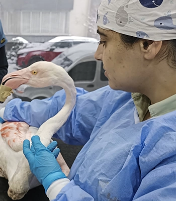 Bitlis'te yaralı halde bulunan flamingo tedavi altına alındı