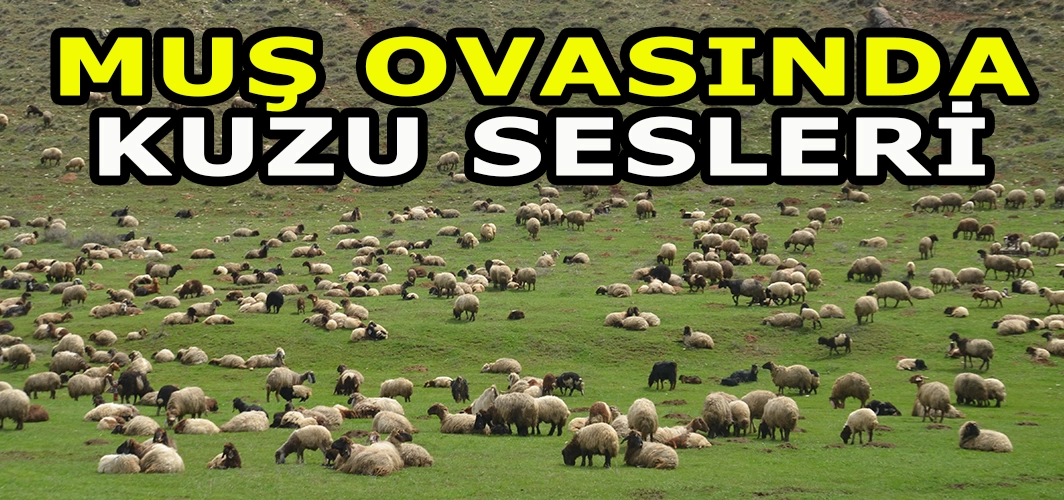 Muş Ovasında kuzu sesleri yankılanıyor: Meralarla buluştular!