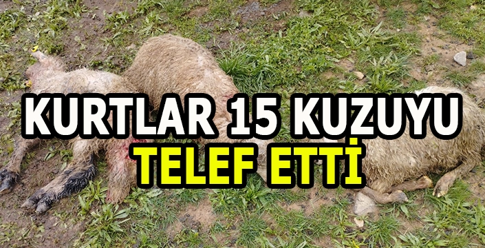Erzincan’da ağıla giren kurtlar 15 kuzuyu telef etti