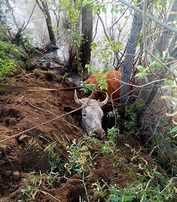Erzincan'da nehir kıyısına düşen inek kurtarıldı