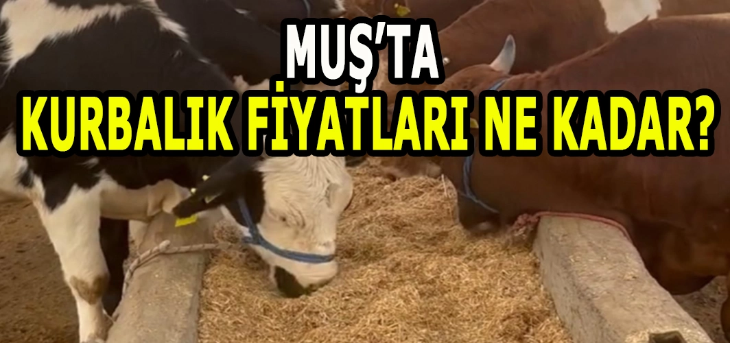 Kurban fiyatları belli oldu! Muş’ta kurbanlıklar ne kadar?