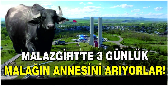 Malazgirt’te 3 günlük malağın annesini arıyorlar