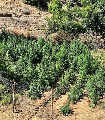 Bingöl’de bin 651 kök Hint keneviri ele geçirildi