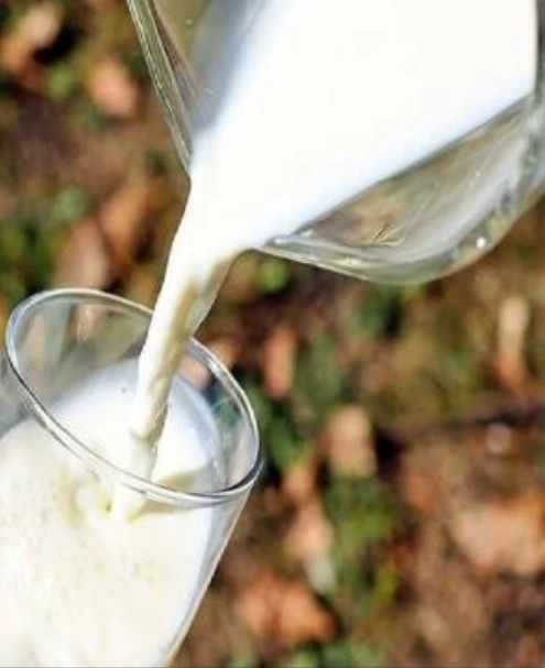 Çiğ inek sütü tavsiye satış fiyatı belirlendi