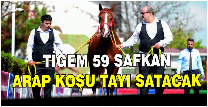 TİGEM 59 safkan Arap koşu tayı satacak