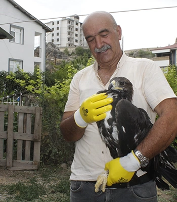 Tunceli'de bitkin bulunan kaya kartalı koruma altına alındı