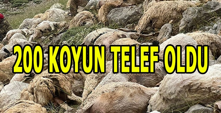 Tunceli'de yıldırım isabet eden 200 koyun telef oldu