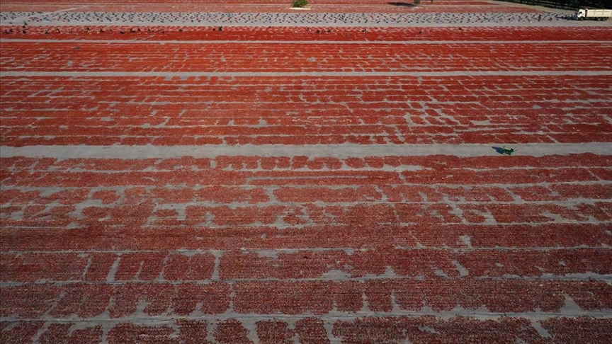 Türkiye'nin domates hasılatı belli oldu