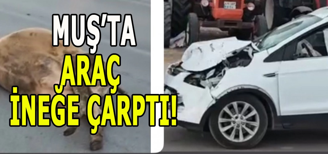 Muş’ta trafik kazası: Araç ineğe çarptı!