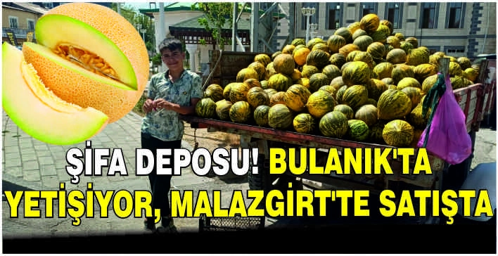 Şifa deposu! Bulanık’ta yetişiyor, Malazgirt’te satışta