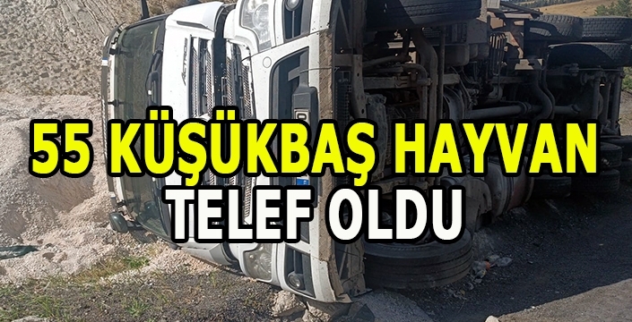 Kars'ta devrilen kamyondaki 55 küçükbaş hayvan telef oldu
