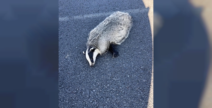 Kars’ta nesli tehlikede olan porsuk araç çarpması sonucu öldü