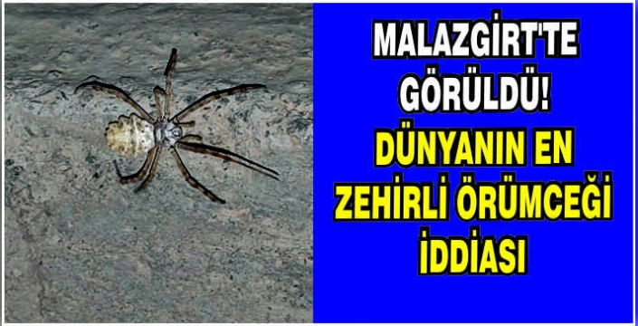 Malazgirt’te görüldü! Dünyanın en zehirli örümceği iddiası