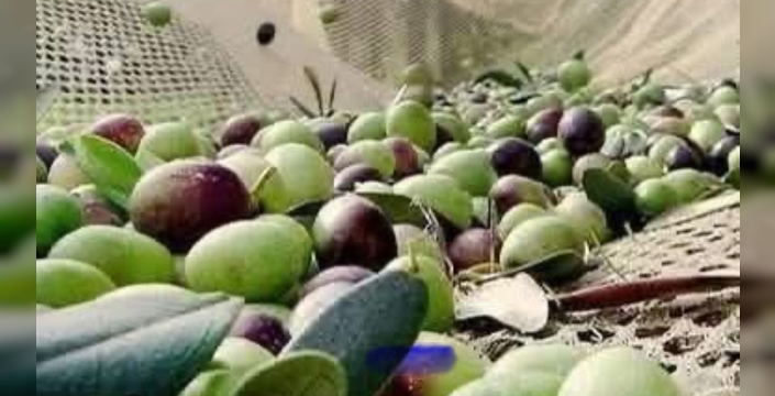 Zeytin dökülmesi: Doğal mı, zararlı mı?