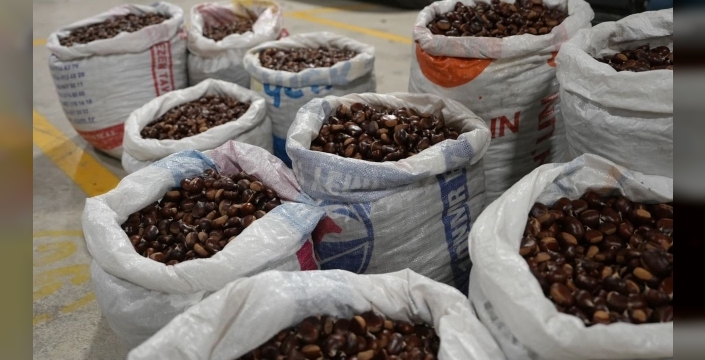 Coğrafi işaretli Düzce Kuzu Kestanesi pazarda satışta