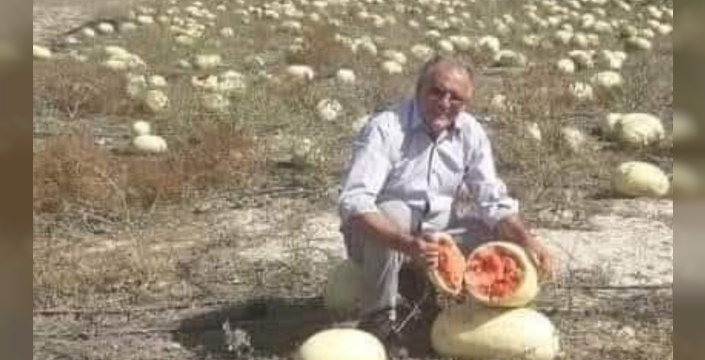 Dağ domuzu bile yerliyi seçti: İthal tohumlu karpuza burun kıvırdılar