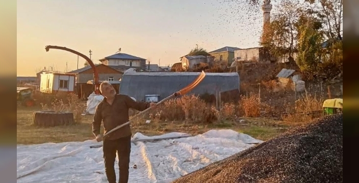 Kars'ta ayçiçeği hasadı bereketi: Üreticiler desteklerden memnun