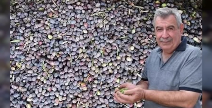 Kuraklık, zeytin rekoltesini yüzde 40 düşürdü