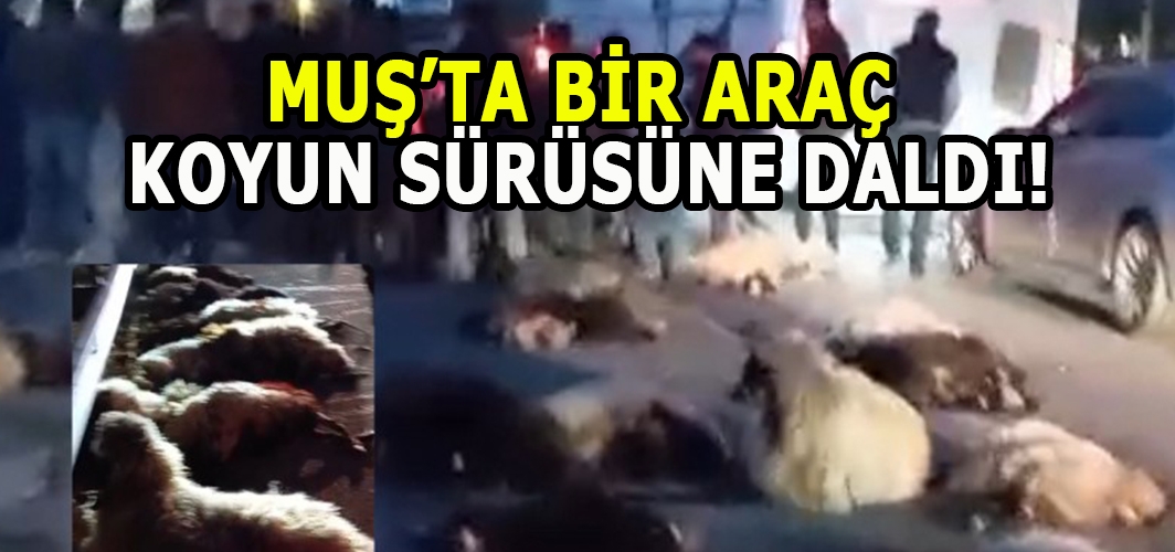 Muş’ta otomobil koyun sürüsüne çarptı: Onlarca koyun telef oldu!