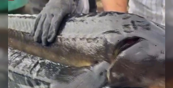 Rize'den dünyaya havyar ve Mersin balığı ihracatı: Hedef 2034 dünya pazarında söz sahibi olmak