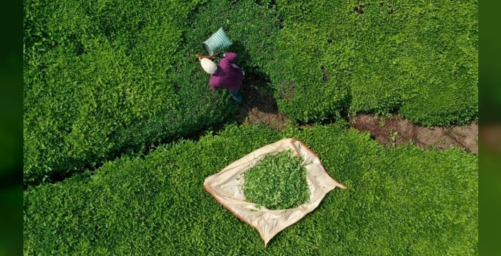 Türk çayı rekor kırdı: 9 ayda 22 milyon dolar gelir elde edildi