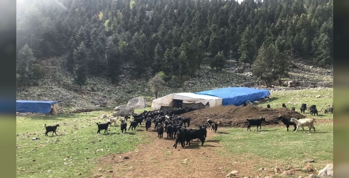 Yörükler, Toroslar'dan sahile indi: Geleneksel göç başladı