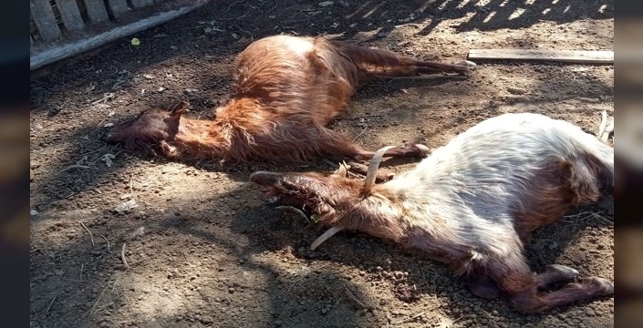 Aksuda kurt saldırıları üreticiyi bezdirdi!