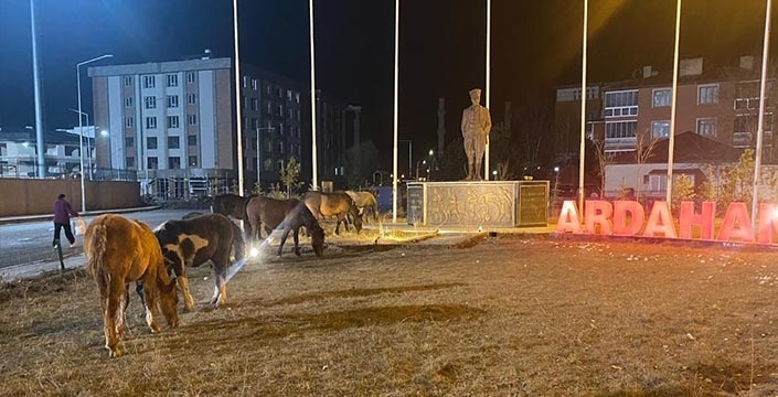 Ardahan sokakları yılkı atlarına kaldı: Yiyecek arayışı kent merkezine indirdi!