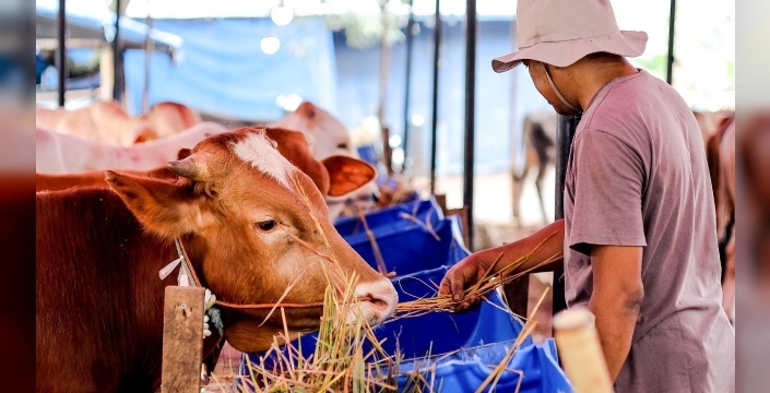 Hayvancılık kabus gibi: Yerli sığırlar gözden kayboldu, sektör ithalata çaresiz kaldı!