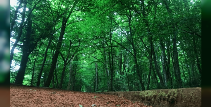 Ormalar için 496 kişilik dev alım: Kariyer Kapısı'nda yeşil fırsatlar başlıyor!