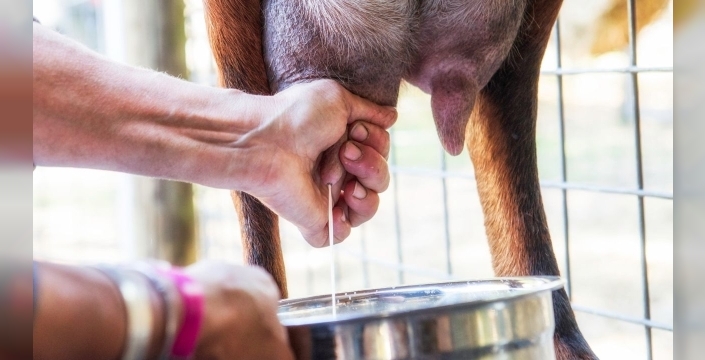 Şap salgını süt sektörünü vurdu: Tereyağı ve sadeyağ üretiminde şok düşüş!