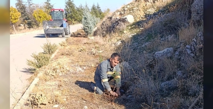 Senirkent'te yeşil mucize: Fidanlar ilçeye yeni bir can veriyor
