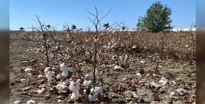 Tarımda şok kayıp: Antalya pamuğunda milyarlarca liralık milli servet toprağa karıştı! Çiftçi isyan etti!