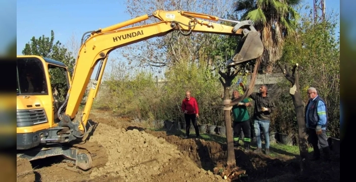 Adana'da kavşak çalışmalarında ağaçlar kesilmiyor, yeni yerlerine taşınıyor