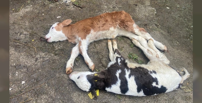 Düzce köylerinde şap salgını dehşeti: 5 büyükbaş hayvan telef oldu, çiftçiler çaresiz kaldı