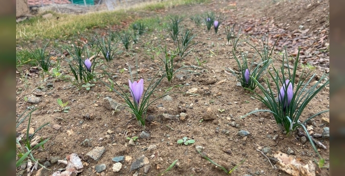 Kırıkkale'de bir peyzaj teknikeri, 'kralların baharatı' safranı toprakla buluşturdu