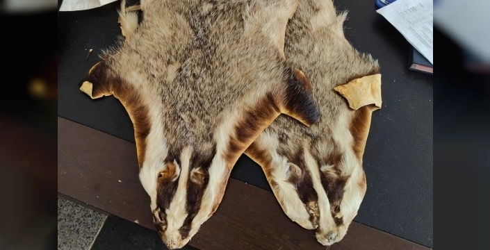 Kilis'te sınırda şok: Suriye'den gelen valizde kanguru ve porsuk postları ele geçirildi