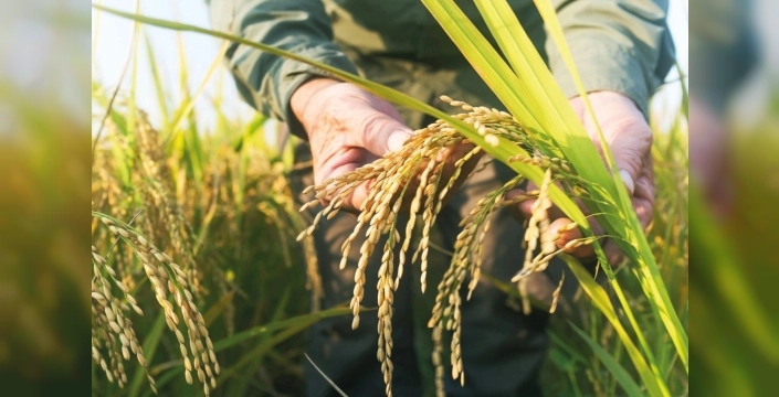 TMO çeltik alım fiyatlarını açıkladı: Üreticiler dikkat!