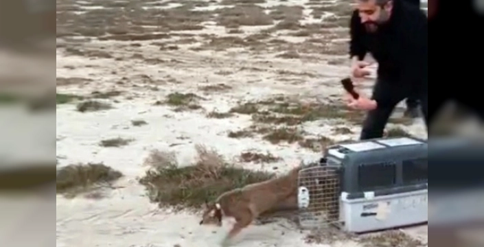 Aydın'da ağır yaralı bulunan saz kedisi, İzmir'de sağlığına kavuşup doğaya salındı