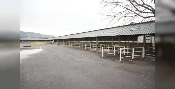 Bursa Yenişehir'de canlı hayvan pazarı, şap hastalığı sonrası kapılarını yeniden açtı